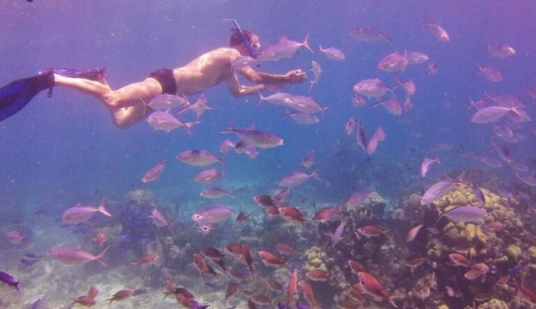 Catalina Island Full-Day Snorkeling Tour - Practical Details & What to Expect