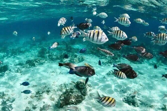 Catamaran Snorkel & Beach Day with Turtles - A Detailed Look at the Tour Experience