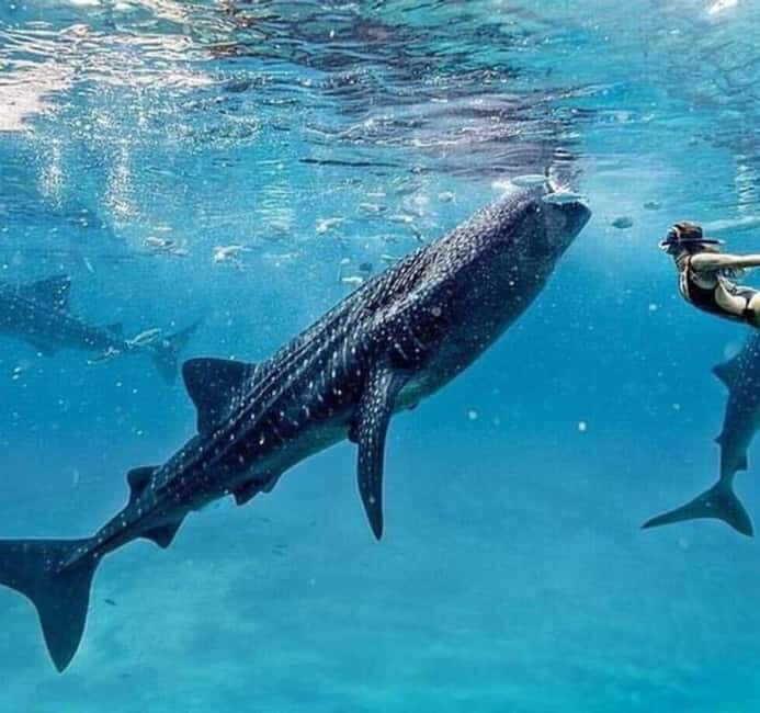 Cebu: Oslob Whale Shark Swim and Sumilon Island Day Tour - What You Need to Know Before Booking
