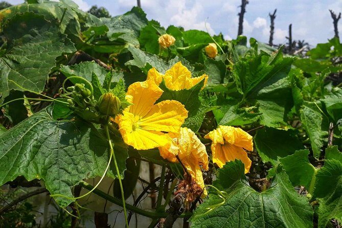 Cooking, Farming and Waterfall In Vietnam Countryside - Authenticity and Responsibility in Tourism