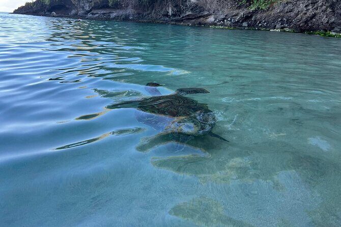 Discovery and snorkeling with sea turtles - Who Will Love This Tour?