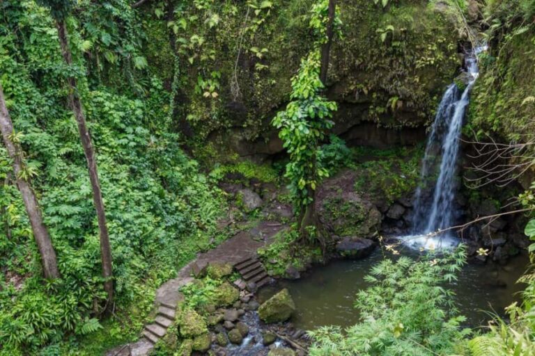 Dominica: Emerald Pool and Mero Beach Shore Excursion - Practical Details and What to Expect