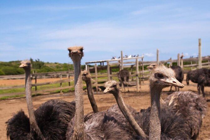 Eastern Treasures of Curacao Tour - Stepping Back in Time at Fort Beekenburg