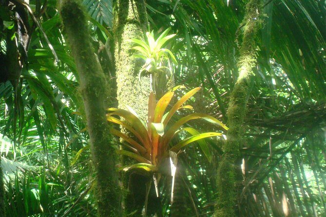 El Yunque Rainforest Full Day Private Tour - Who Will Love This Tour?