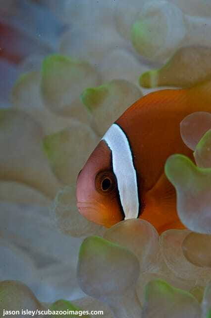 Enjoy 3 Fun Dives in Kota Kinabalu | Certified Divers - The Sum Up: Is This Tour Right for You?