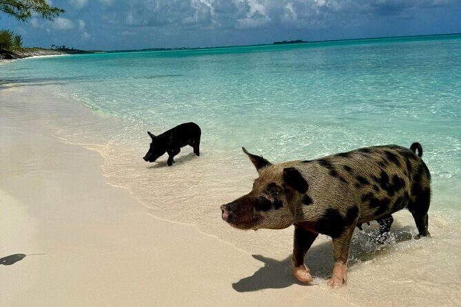 Fast Track Swimming Pigs Encounter - Rose Island and the Main Attraction