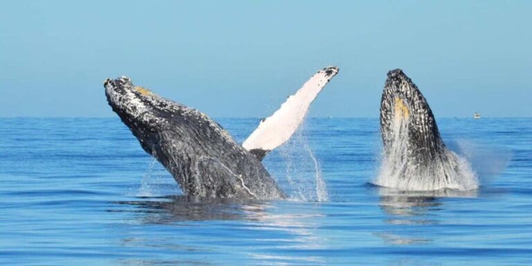 From Punta Canta: Whale Watching Cruise with Cayo Levantado - What You Can Expect: A Detailed Breakdown of the Day