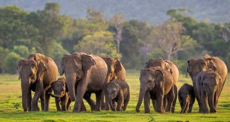 From Sigiriya : Kaudulla National Park Elephant Jeep Safari - What to Expect from Your Safari