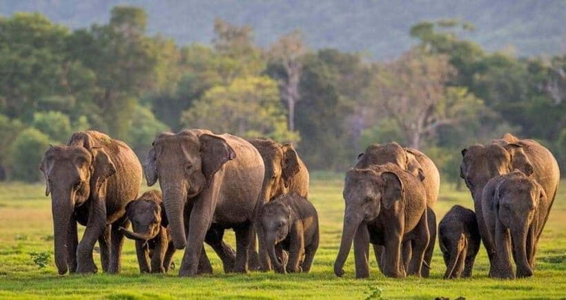 From Sigiriya : Kaudulla National Park Elephant Jeep Safari - What to Expect from Your Safari