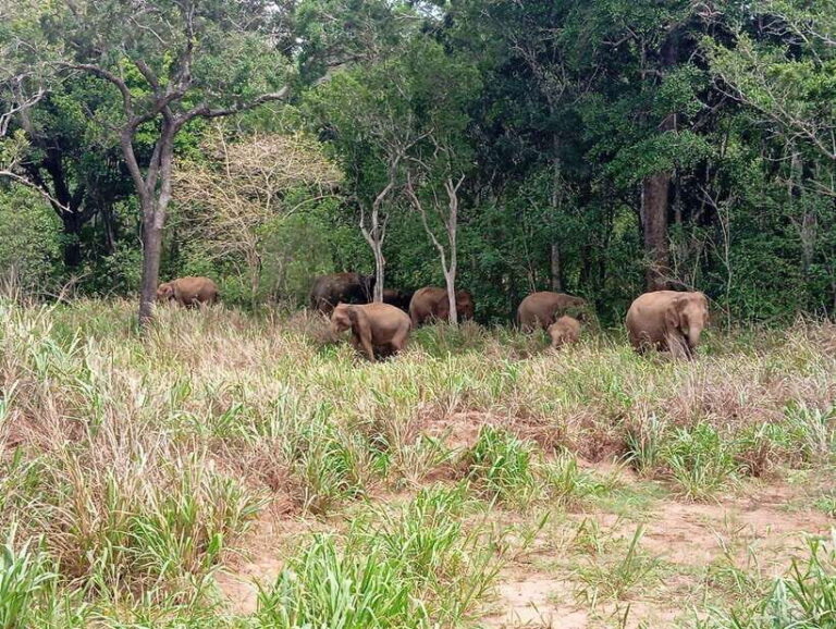 From Sigiriya: Minneriya National Park Half-Day Jeep Safari - The Value of This Tour: Price, Duration, and Overall Worth