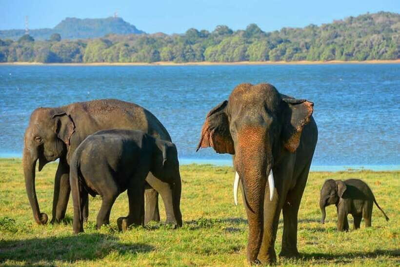 From Trincomalee : Minneriya / Kaudulla Elephant Safari - A Practical Guide to the Minneriya / Kaudulla Safari from Trincomalee