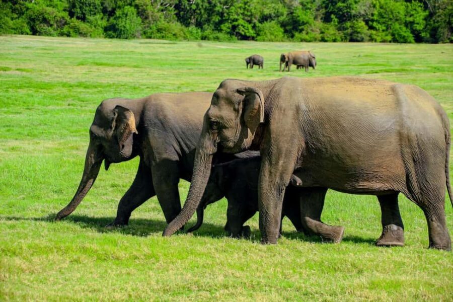 From Trincomalee: Minneriya National Park 4X4 Jeep Safari - What Travelers Are Saying
