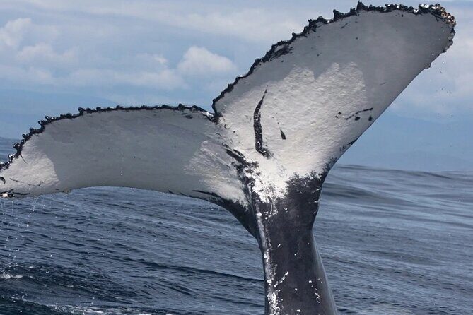 Full Day Bacardi Whale Watching - End Season March 30th - The Value of the Tour