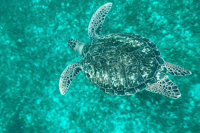Full day EN Catamaran Martinique Dolphins and Turtles - Authentic Traveler Feedback