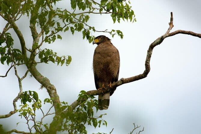 Full Day Safari Tour Yala - What Makes This Safari Stand Out