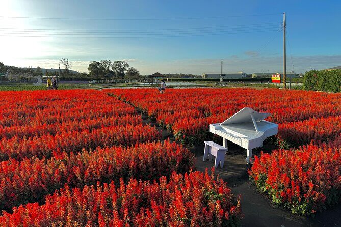 Gaomei Wetlands, Rainbow Village, Miyahara & Zhongshe from Taipei - Highlights and Practical Tips