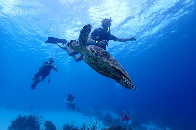 guided Shore Diving in Bonaire Marine Park with 2 Dives - What to Expect During the Tour