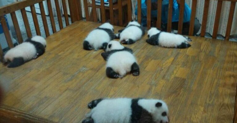 Half Day Amazing Chengdu Panda Base Trip - What You Can Expect from the Tour