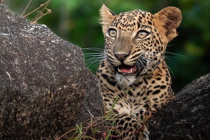 Half Day trip in Yala National Park - What Past Travelers Say: Authentic Insights
