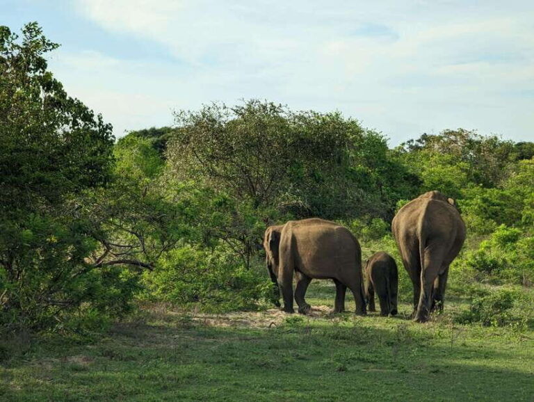 Hambantota Shore Excursion: Village and Cultural tour - What Makes This Tour Stand Out
