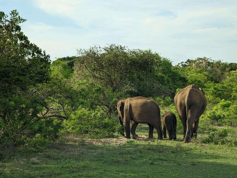 Hambantota Shore Excursion: Village and Cultural tour - What Makes This Tour Stand Out