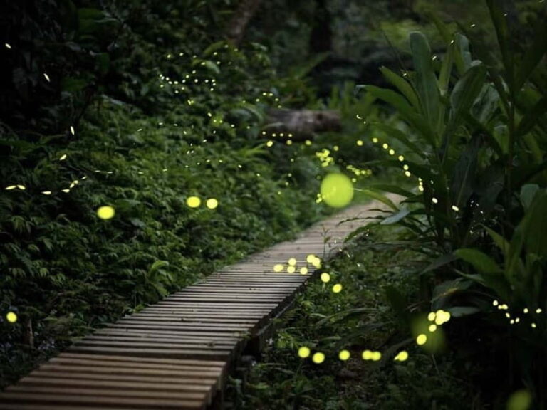 Ishigaki Island: Yaeyamahime Firefly Viewing Tour - The Experience Itself