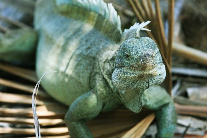 Jet Ski Adventure to Split Rock, Pirates Cove, Iguana Bay Cay - The Experience: What You Can Expect