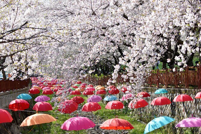 Jinhae Pink Cherry Blossom One Day Tour From Busan - Transportation and Practicalities