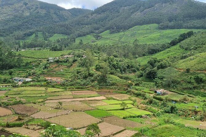 Kochi to Munnar Private Full Day Guided Tour With Hotel Pickup - Authentic Experiences and Insights from Reviews