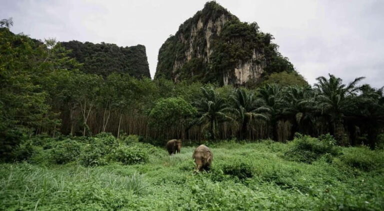 Krabi: Ethical Elephant Sanctuary & Tiger Cave Temple Tour - What Reviews Say