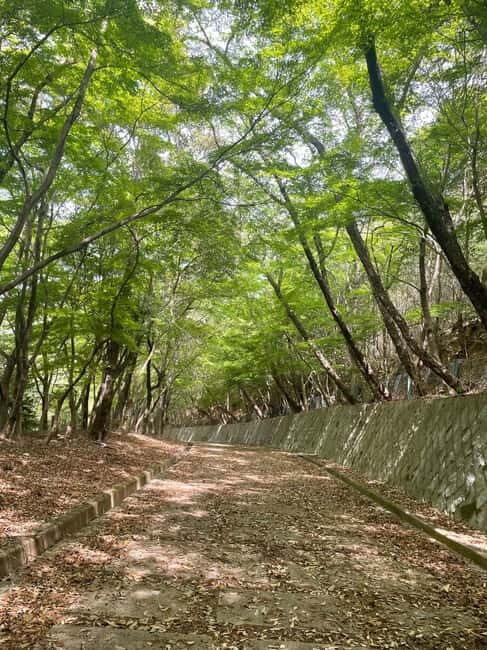Kyoto: Arashiyama Bamboo Forest Hiking Tour - The Practicalities: What to Expect and What to Bring