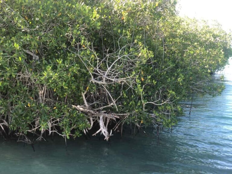 La Romana: Saona Island for Norwegian Sky Cruise Passengers - An Overview of the Tour