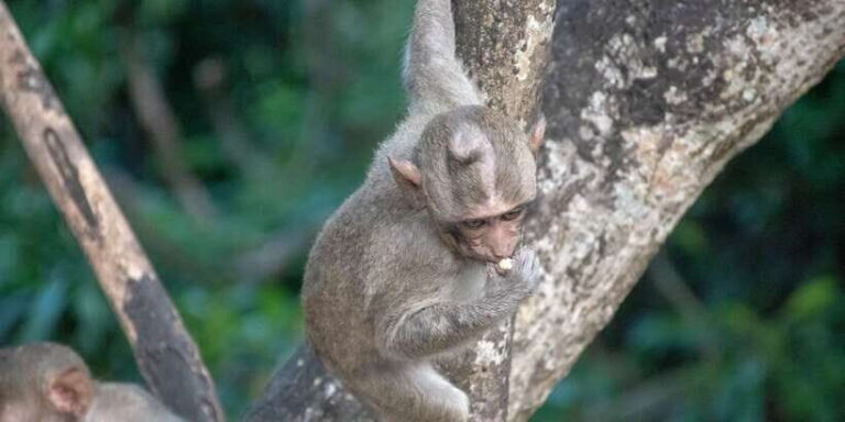 Lagoon Tour to Monkey Island in Negombo - Who Will Love This Tour?