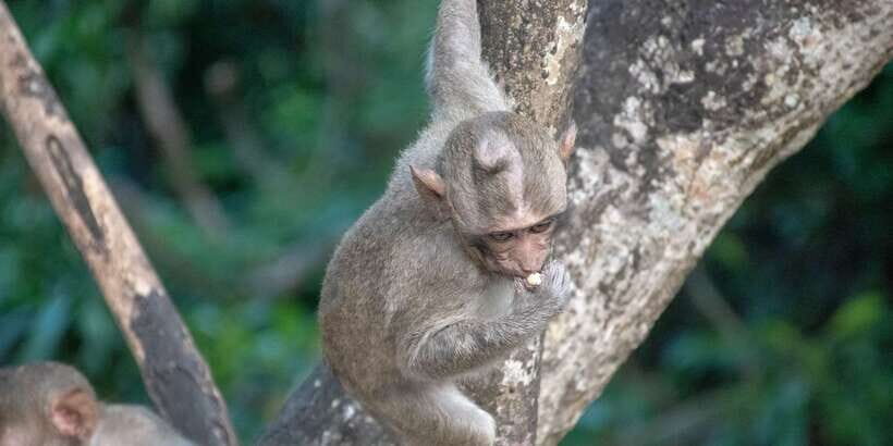 Lagoon Tour to Monkey Island in Negombo - Who Will Love This Tour?
