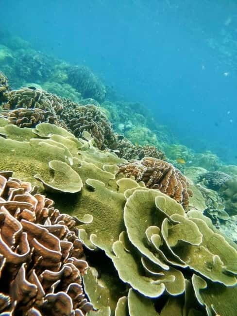 Langkawi: Floating Restaurant & Snorkeling Trip - What To Expect Practical Details