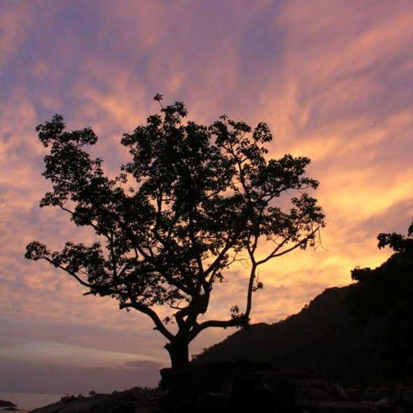 Langkawi: Nighttime Rainforest Tour with Nature Guide - A Closer Look at the Itinerary and Experience