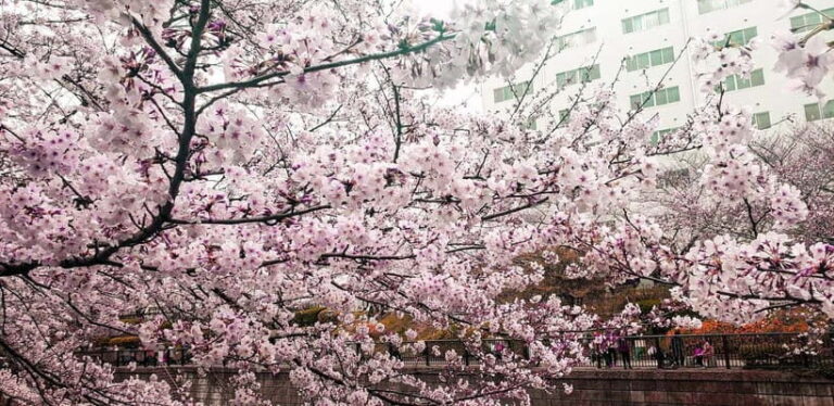 Licensed Guide Tokyo Meguro Cherry Blossom Walking Tour - What’s Included and Practicalities
