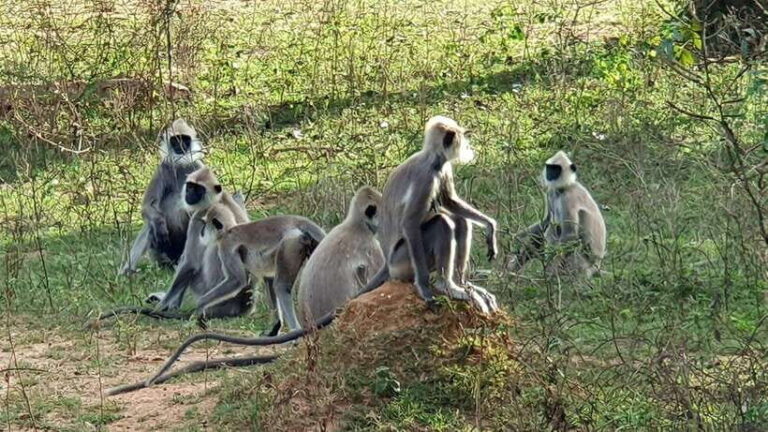 Lunugamvehera National Park ( Yala Block 5 / 6 ) Wild Safari - What to Expect at Each Stop