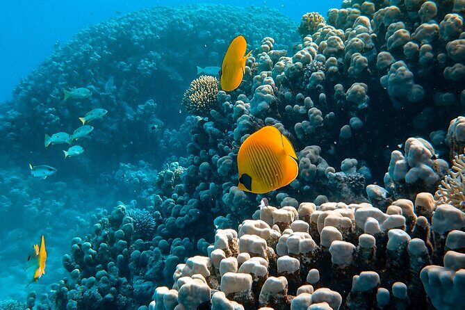Maafushi: Full Day Snorkeling and Island Hopping Experience - Transport, Group Size, and Practicalities