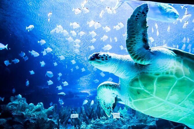 Malaysia: Aquaria KLCC Entry Ticket - Who Will Get the Most Out of This Visit?