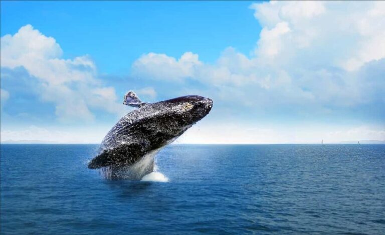 Miches: Half Day Whale Watching Catamaran Tour with Snacks - Comfort and Amenities: Snacks, Drinks, and Open Decks