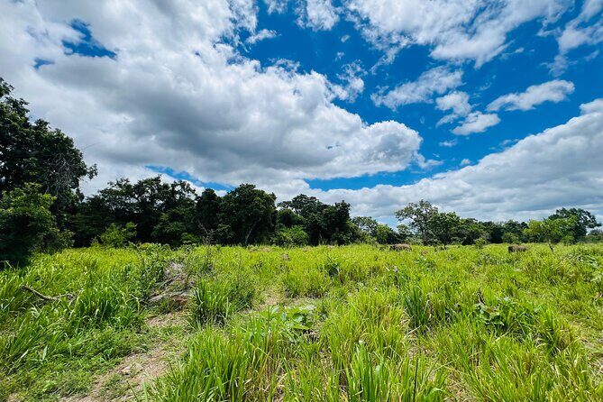 Minneriya National Park Elephant Safari Tour - The Sum Up: Is the Minneriya Elephant Safari for You?