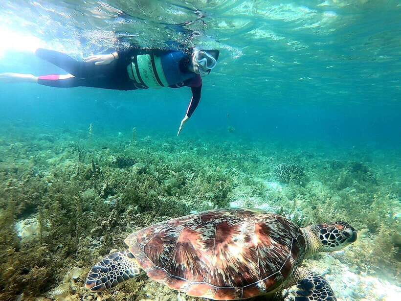 Moalboal: Sardine Run Snorkeling & Kawasan Canyoneering - What You Can Expect from the Tour