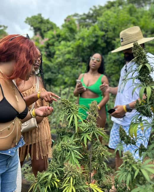 Montego Bay: Cannabis Farm, Bamboo Rafting, & Foot Massage - Why This Tour Offers Real Value