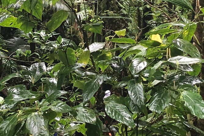 Mount Liamuiga Volcano Tours - What the Itinerary Looks Like
