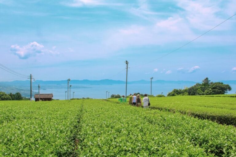 Nagasaki: Explore Japanese Teas on a Tea Tour - Who Is This Tour Best Suited For?
