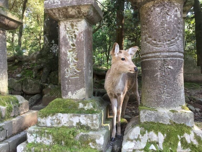 Nara: Half-Day Private Guided Tour - What’s Included and What’s Not