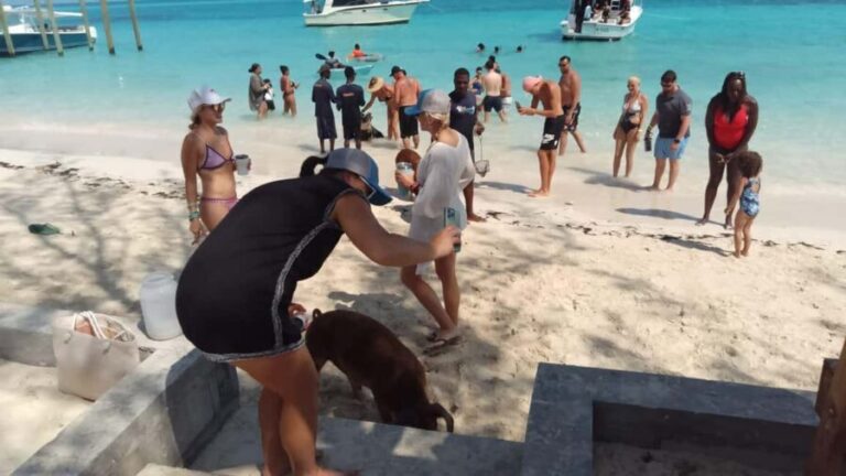 Nassau: Swimming with Pigs, Snorkeling, and Sightseeing Tour - The Experience of a Lifetime or a Quick Escape?