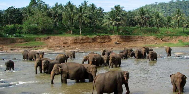 Negombo: Kandy and Pinnawala Elephant Orphanage Day Tour - What We Like and What to Consider
