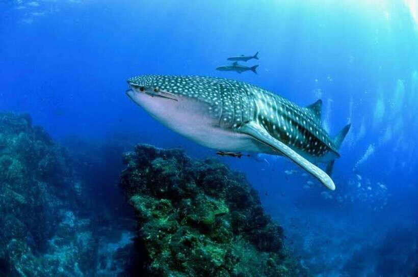 Oslob Cebu: Whaleshark Scuba Diving & Sumilon Sanctuary - What To Expect from the Experience
